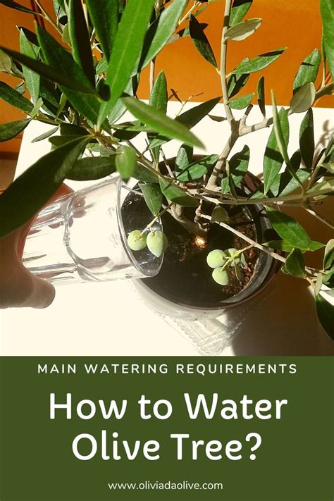 olive tree water meter instructions